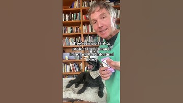 Anti inflammatory Drug Side Effects in Dogs and Cats are Common! How to AVOID them