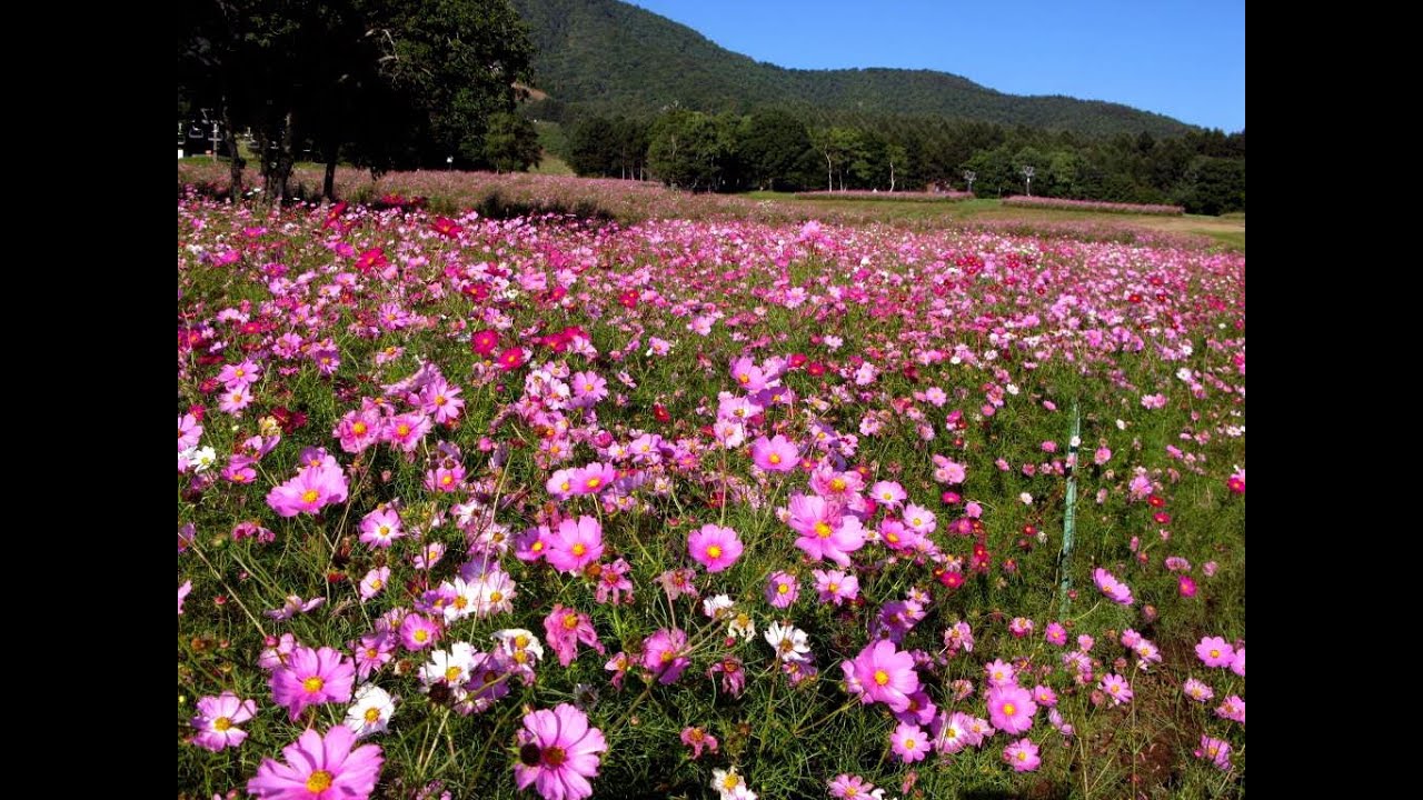 Hd 長野県 黒姫高原のコスモス Cosmos Field In Nagano 花の名所案内 Youtube