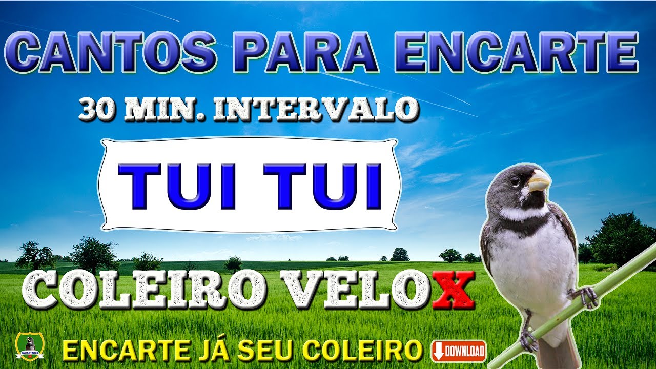 COLEIRO VELOX - TUI TUI FIBRA - (1 HORA DE CANTO E 30 MIN. DE INTERVALO)