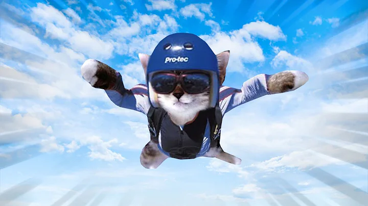 Video 11870521: funniest cutest cats