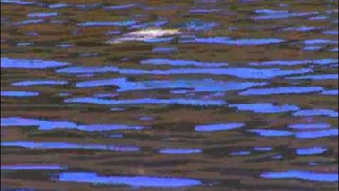 黒帯スペシャル予告編