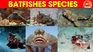 Batfish Types For Kidstop Batfish Species Names In English For Kids