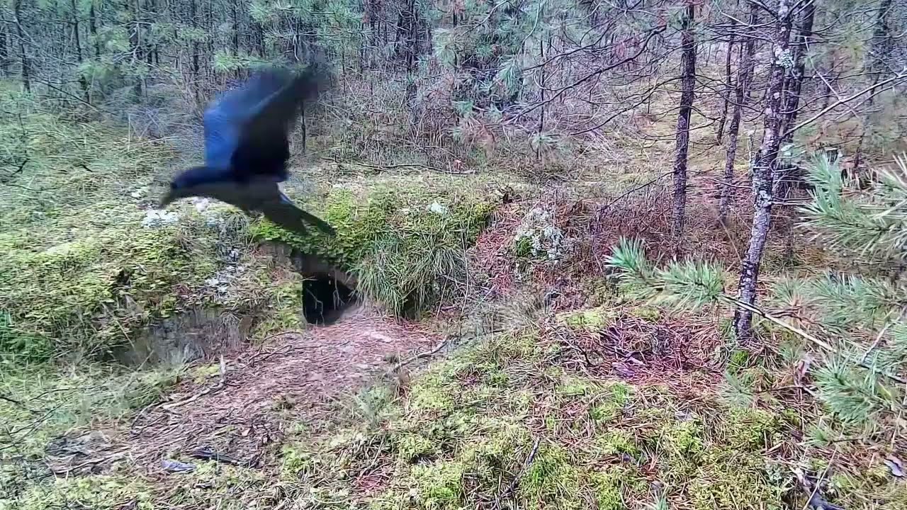 Wild animals.Trail camera. Fox, badger and ravens near the den.