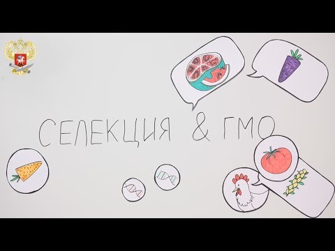 Видео: Работа над механизмами рециркуляции: повышенная продукция ксилана и гомогалактуронана за счет сверхэкспрессии GAlactUronosylTransferase12 (GAUT12) вызывает повышенную рецидив и сни