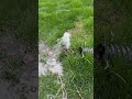 Sprinkler Fails #irrigation #leaks #fails #water #flood #landscape #youtube #youtubeshort #broken