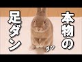 今まで見たことないウサギの足ダンが炸裂しました