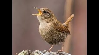 Winter wren singing in the wild