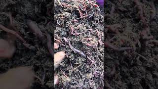 🪱 Earthworms are the real heroes of healthy soil 🌱💚 | Farmer’s natural friend 🚜🔥