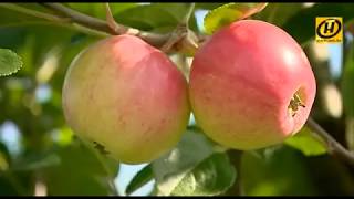 ​Какими сортами яблок гордятся белорусские учёные?