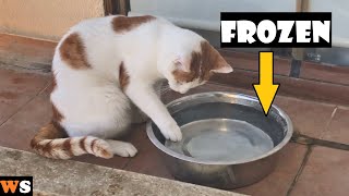 Cat's Reaction to Frozen Water !!