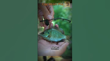 CẦN CÂU NHỎ NHẤT THẾ GIỚI???  | @FirstStateFishing  | Cọp Khám Phá