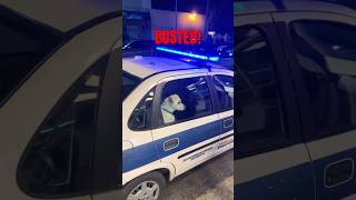Watch How This Dog Got Busted👮🏻‍♂️