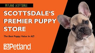Scottsdale's Premier Puppy Destination