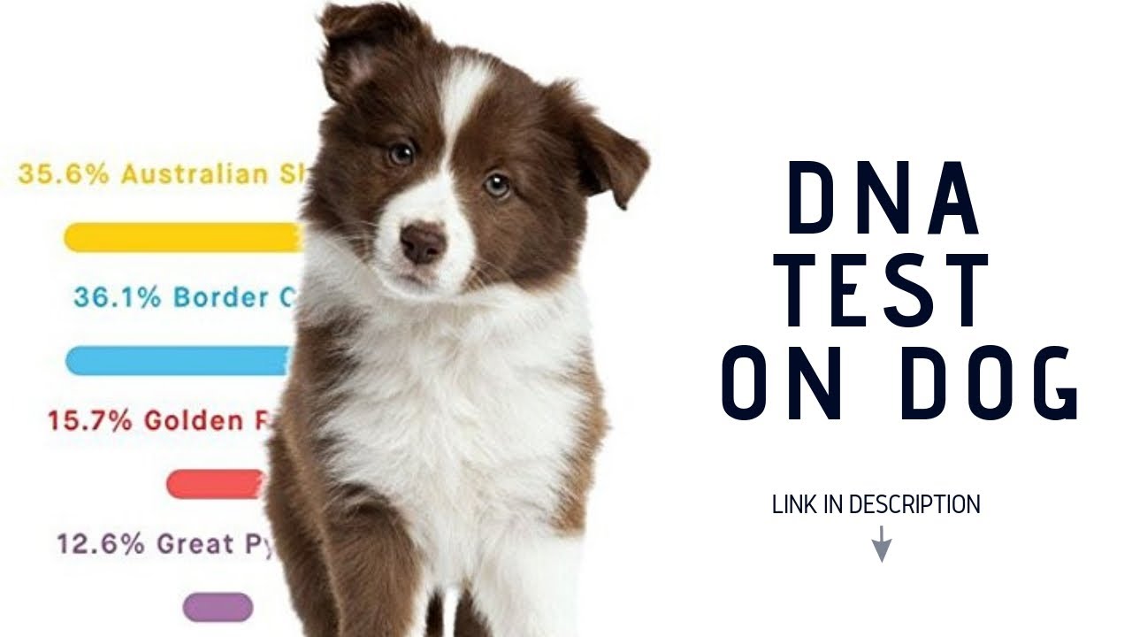 dna-testing-costs-a-comprehensive-guide-to-the-prices-of-different