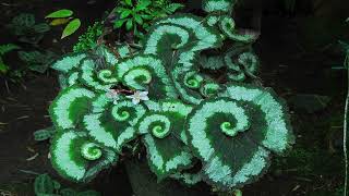 Free For Profit Young Nudy X Lucki Type Beat Begonia