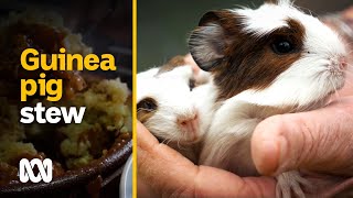 Eating guinea pigs: the ‘more ethical and sustainable meat’ | Food & Recipes | ABC Australia