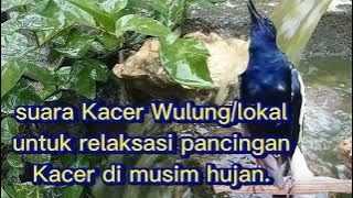 RELAKSASI pancingan Kacer di musim hujan agar Kacer anda tetap gacor.