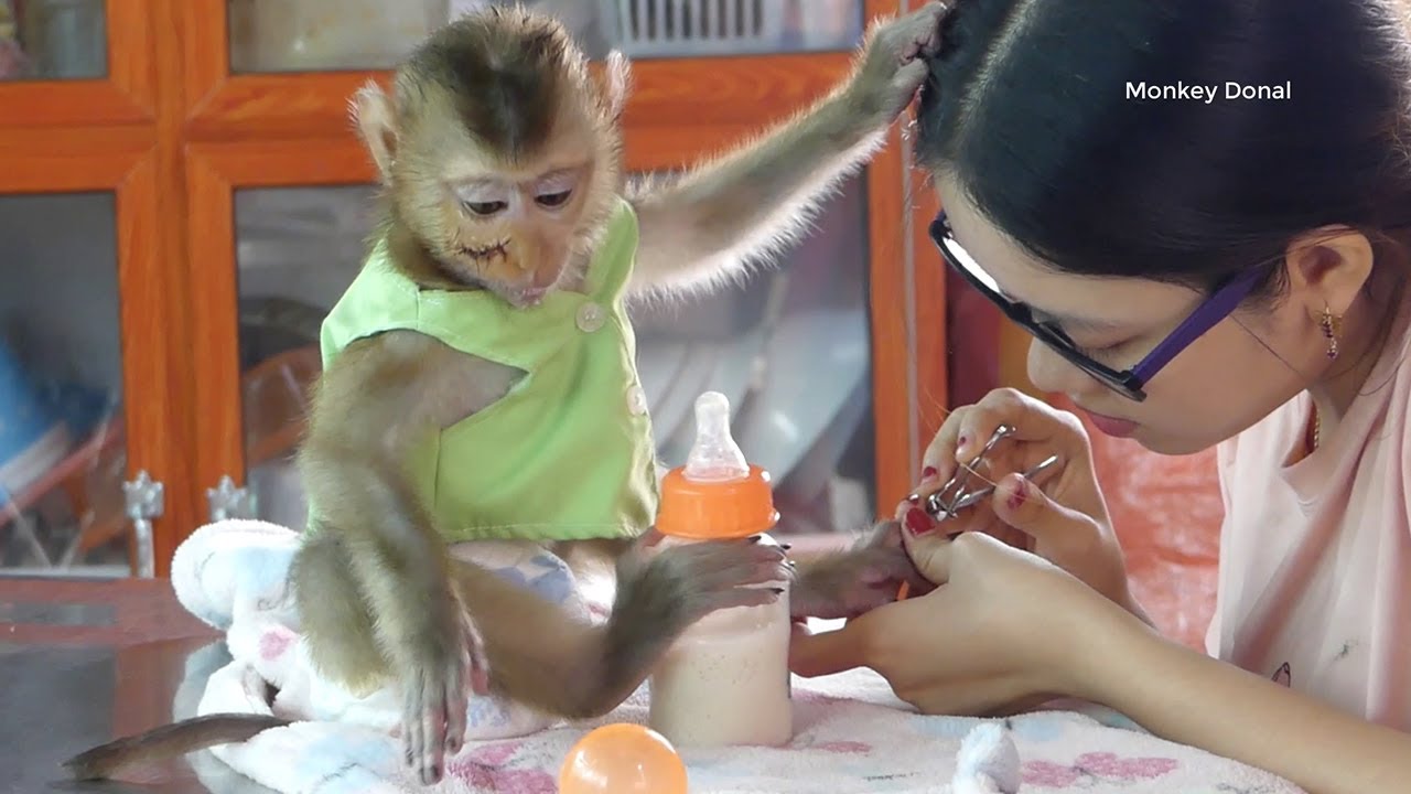 Cute Animal!! Mom Take Good Care And Clean Baby Monkey Donal's Nail