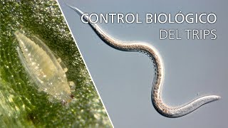 Control biológico del trips  Steinernema feltiae