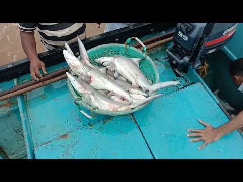 sea sharks|| unloading