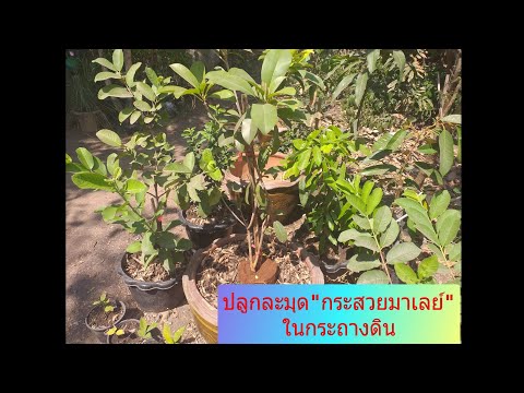 ปลูก"ละมุดกระสวยมาเลย์"ในกระถางดิน