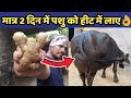 गाय/भैंस को हीट में लाए मात्र 5 दिनों में|Gaay/Bhains ko heat|Cow/Buffalo heat problem solution.