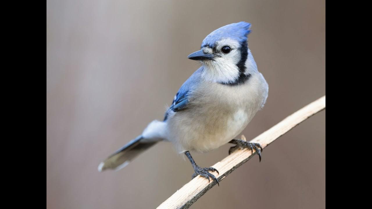 Blue Jay Sounds. Blue Jay Bird Call. Blue Jay Sound Effect.(sound effects no copyright ) YouTube
