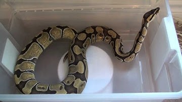 Ball Python Collection Weigh In!