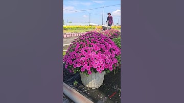Cúc mâm xôi hàn quốc #cucmamxoi #cucmamxoihan #chrysanthemum
