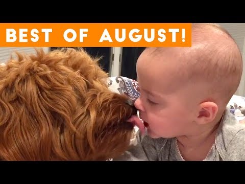 ultimate-animal-reactions-&-bloopers-of-august-2018-|-funny-pet-videos