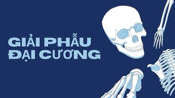 HỆ VẬN ĐỘNG - GIẢI PHẪU ĐẠI CƯƠNG YRD21