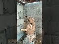 البوم تحذر من الاقتراب إليها