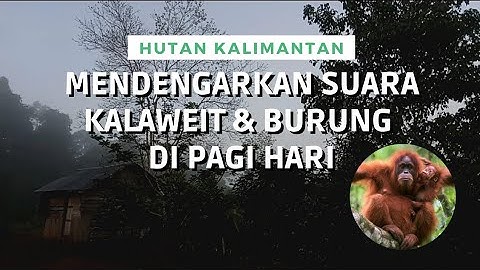 Menikmati Suasana Pagi Hari Di Pinggir Hutan Kalimantan Sambil Mendengar Suara Kalaweit & Burung