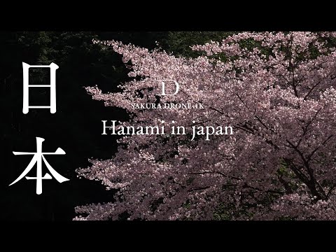厳選 日本の桜 特別DVDショートバージョン先行公開 2020ver