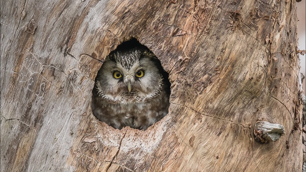 Birding Finland and Varanger 2/9 Kuusamo, Ruka & Oulanka NP