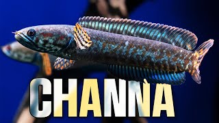 Famous Discovering the Elusive Channa Sneakhead Fish: A Fascinating Predator Net Worth