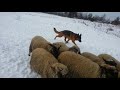 Тренировка немецкой овчарки по пастьбе овец