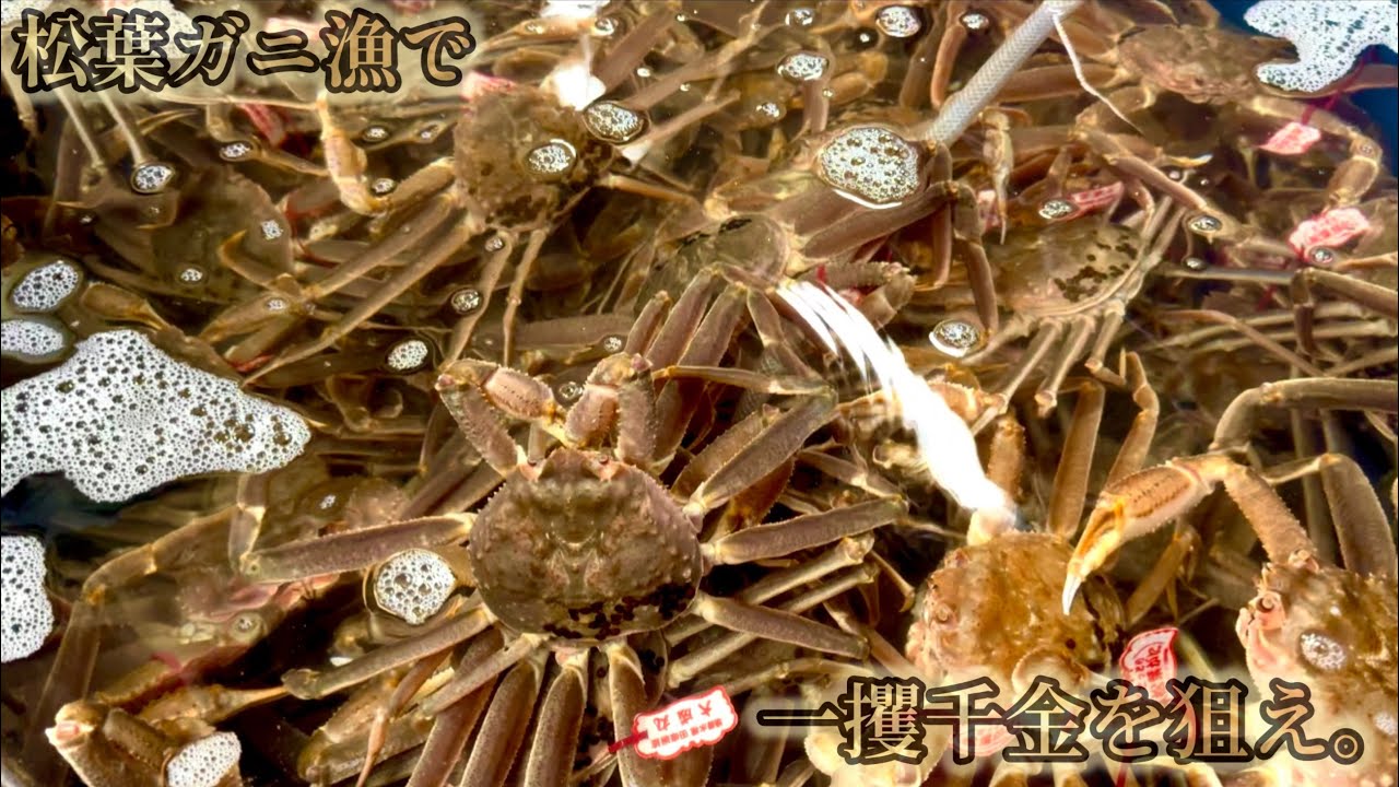 【底引き網漁】今シーズンも無事に最後の松葉ガニ漁を終えました！！