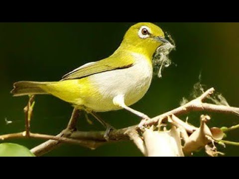 Pancingan Pleci Auriventer Gacor