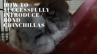 How to successfully introduce / bond chinchillas