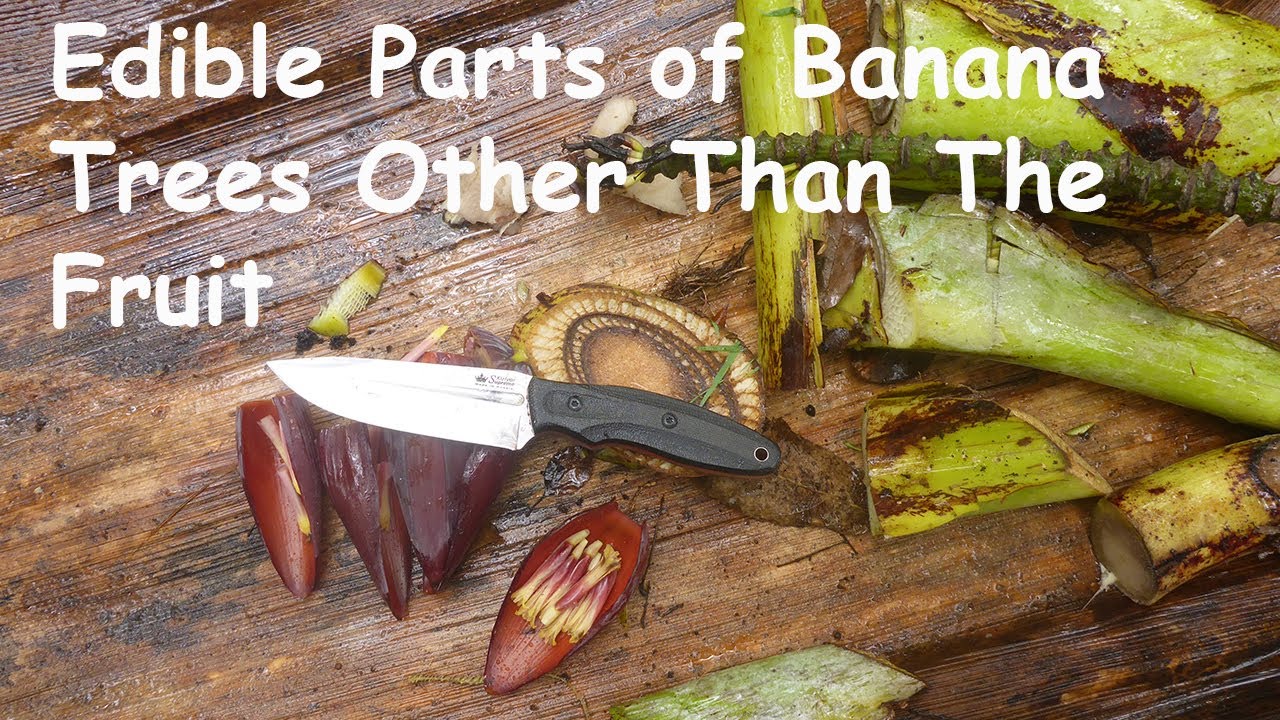 Parts Of Banana Leaves