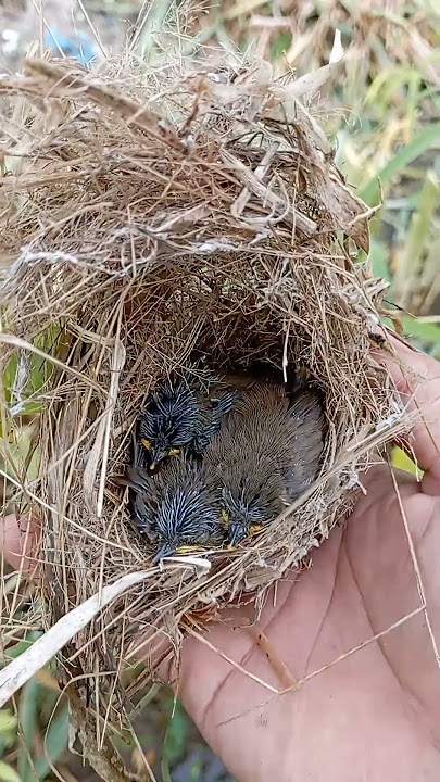 anak burung ciblek tebu | ciblek lalang | ciblek sawah