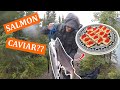 KENAI RIVER Salmon Fishing & Bear Encounter {CATCH CLEAN COOK} - Caviar!!