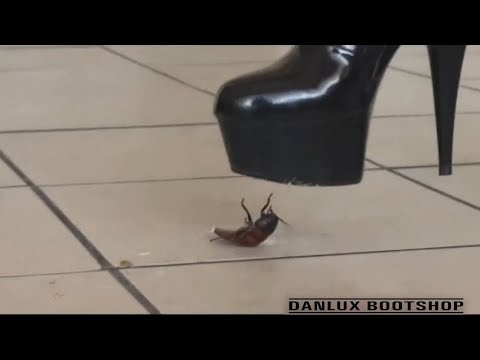 Crush Heels Bug