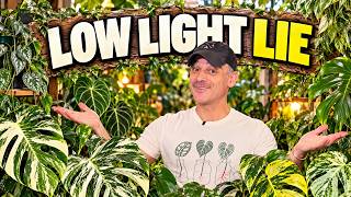 6 Low Light Plants That Won't Thrive in Your Apartment (Buy These Instead)