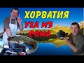 Суп из сома(УХА)Варим по хорватски в Хорватии.