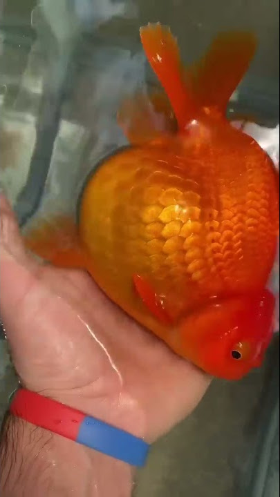 How to tell if a Goldfish is pregnant, Goldfish pregnant signs