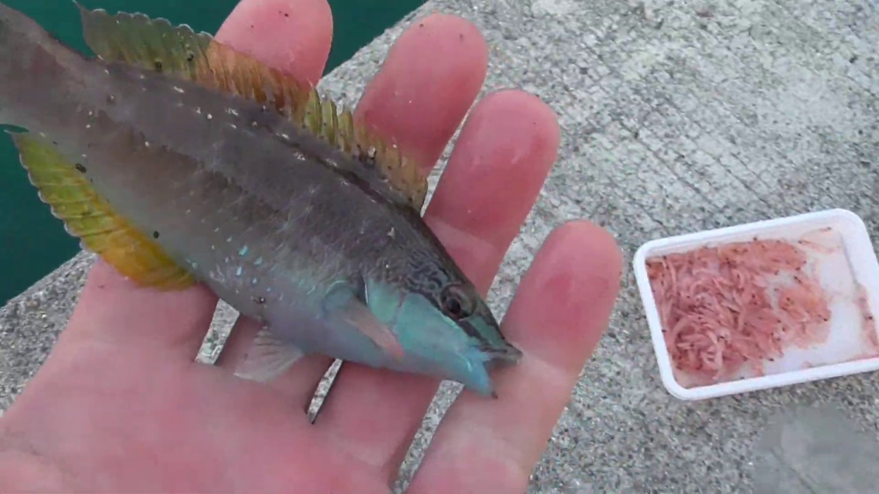 ニシキベラとササベラを 掛け合わせたようなベラも キャッチ リリース 食べない 飼育しない魚は すべて逃がしてあげましょう Youtube