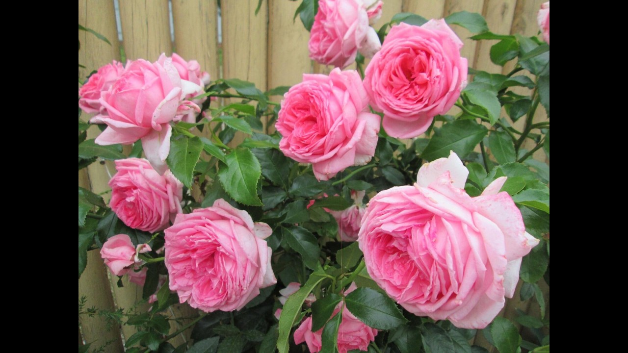 6  лет  В  НАШЕМ  САДУ  - красотка   Ля Роз де Молинар ( La Rose de Molinard ) .