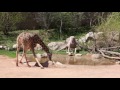 2 Giraffes drinking. One real, one fake.